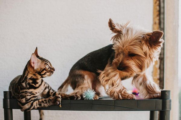 What are the best ways to groom your pet in the UK?